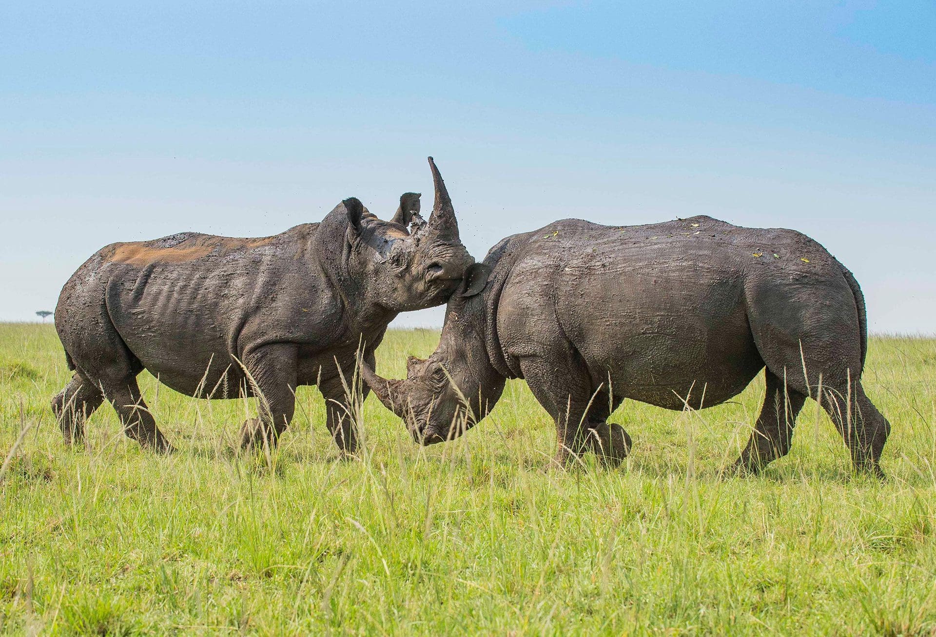 Basecamp Mara Houses Rhino by stefano giuliano