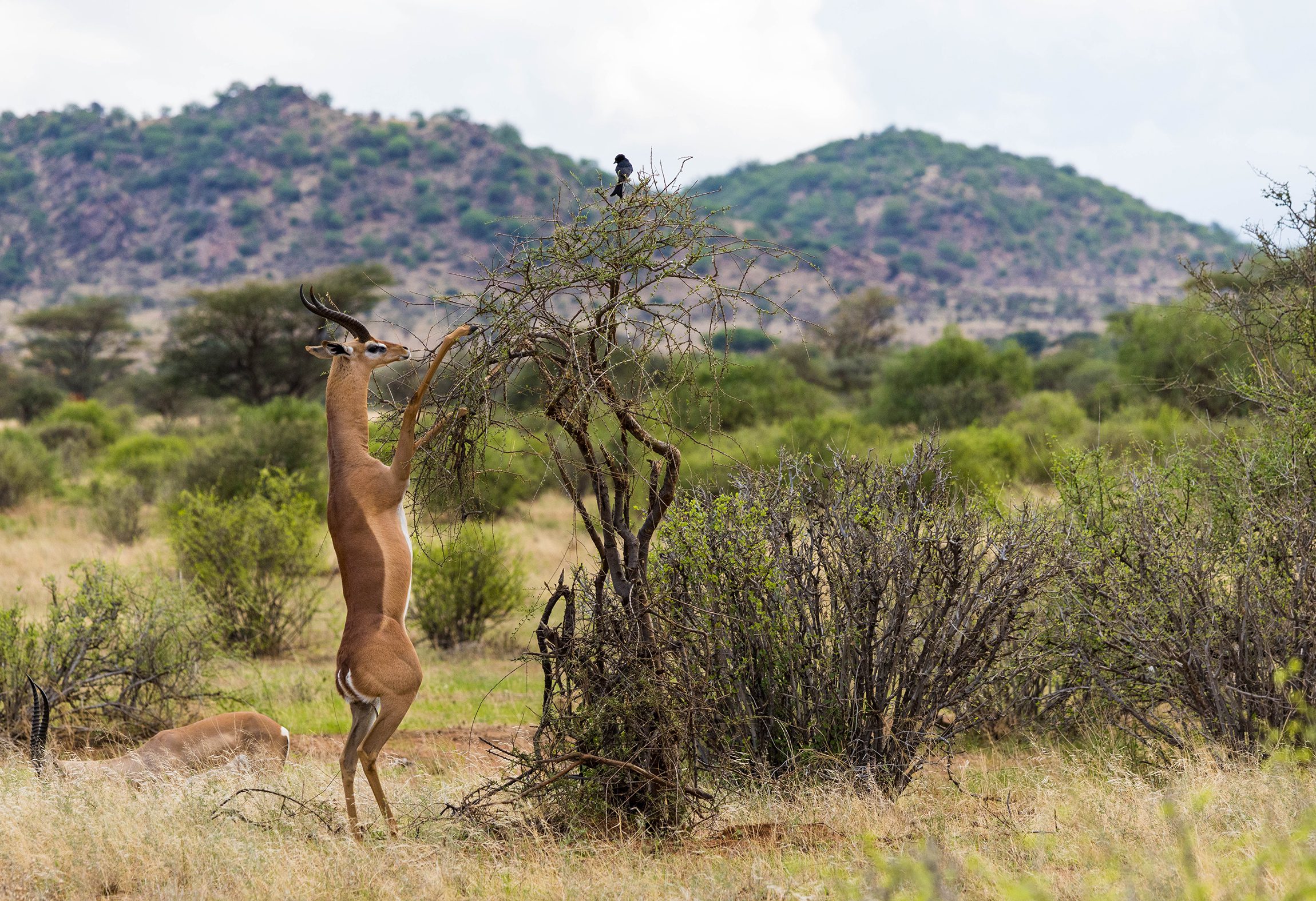 Saruni Basecamp Sera gerenuk In Northern Kenya
