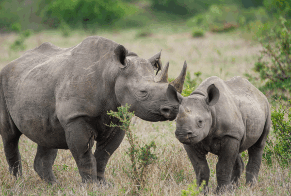 Parent Rhino and Calf in their natural habitat, representing rhino tracking on foot