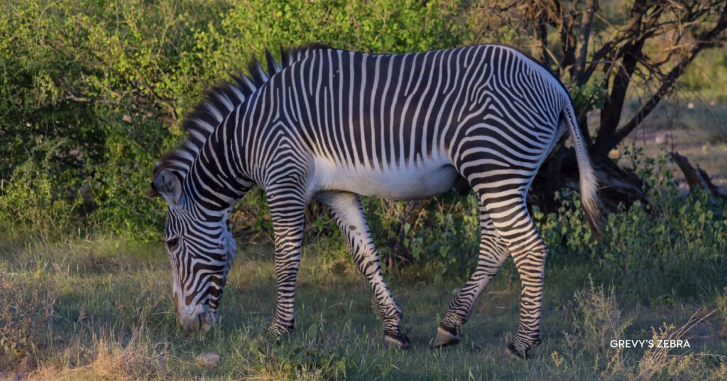 A zebra in the Kenyan Safari, representing what is a conservancy safari