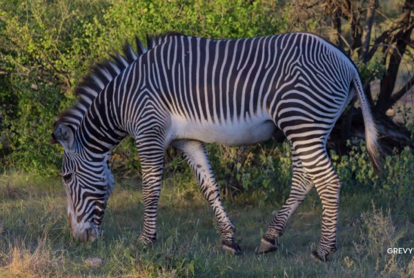 A zebra in the Kenyan Safari, representing what is a conservancy safari