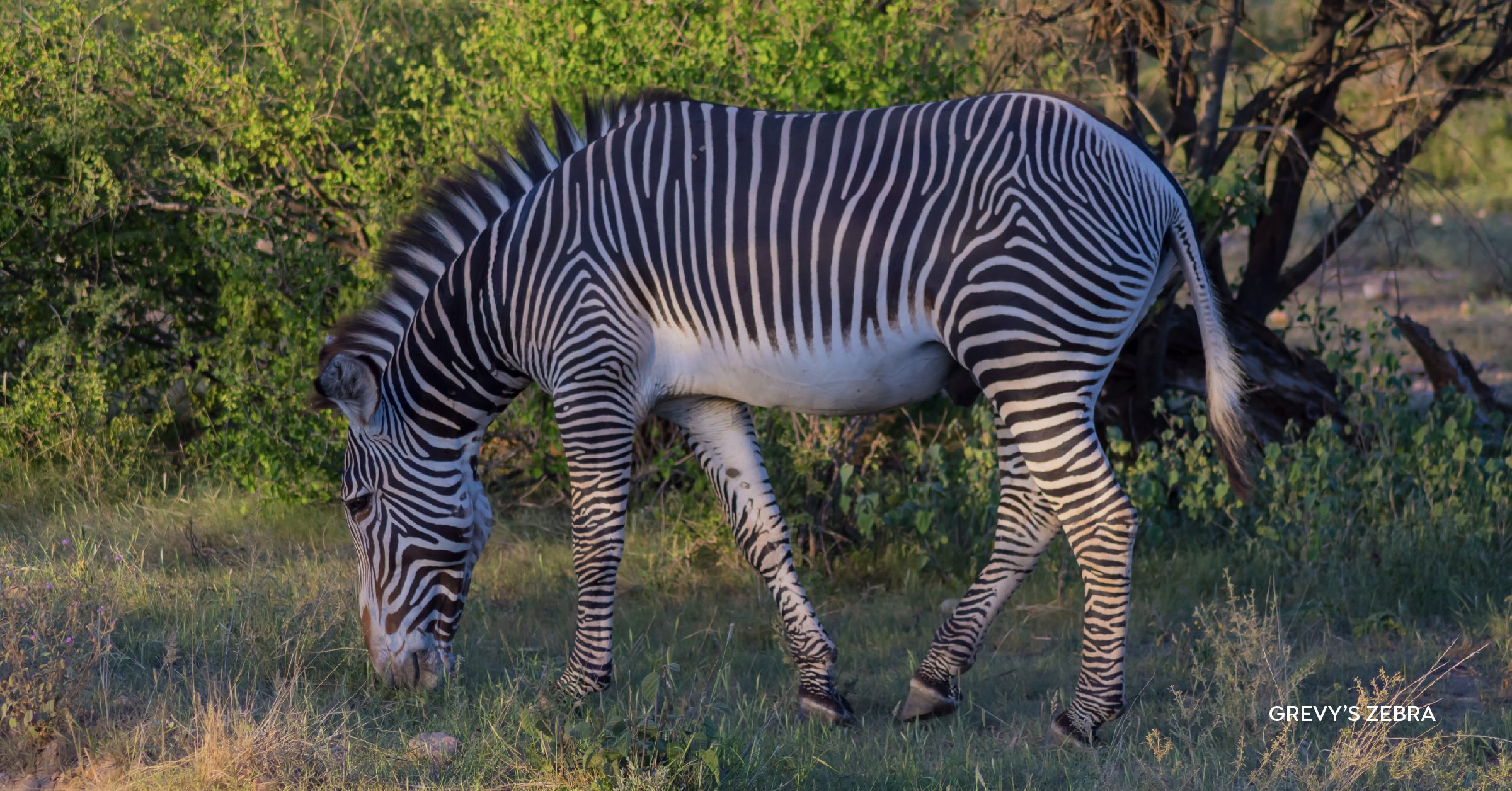 A zebra in the Kenyan Safari, representing what is a conservancy safari