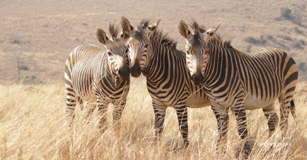 Zebras apart of the great migration safari in kenya, that takes place in the southern Serengeti to the green grass of the Masai Mara