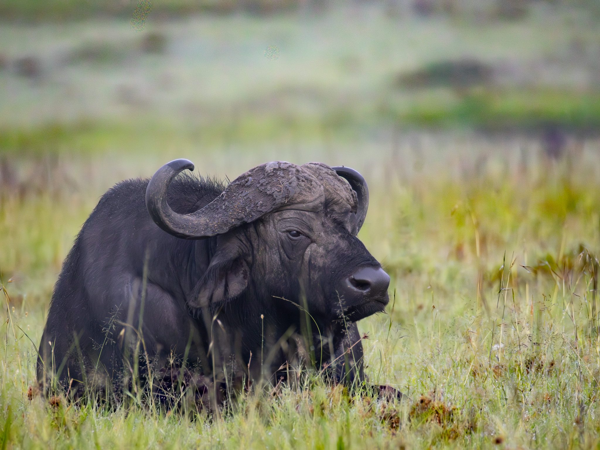 Buffalo resting