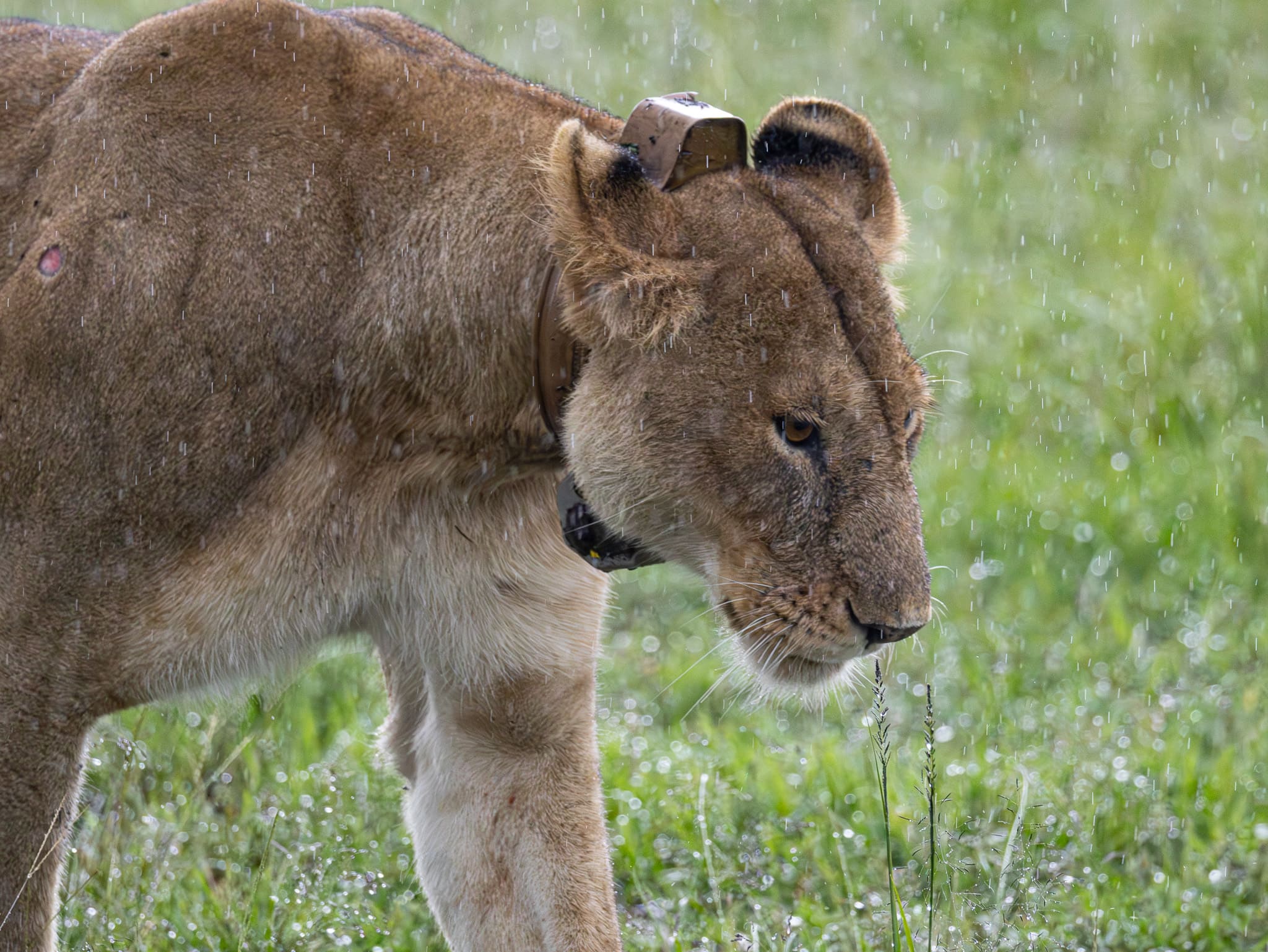 Lioness during green season