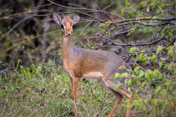 Dik dik Dik dik