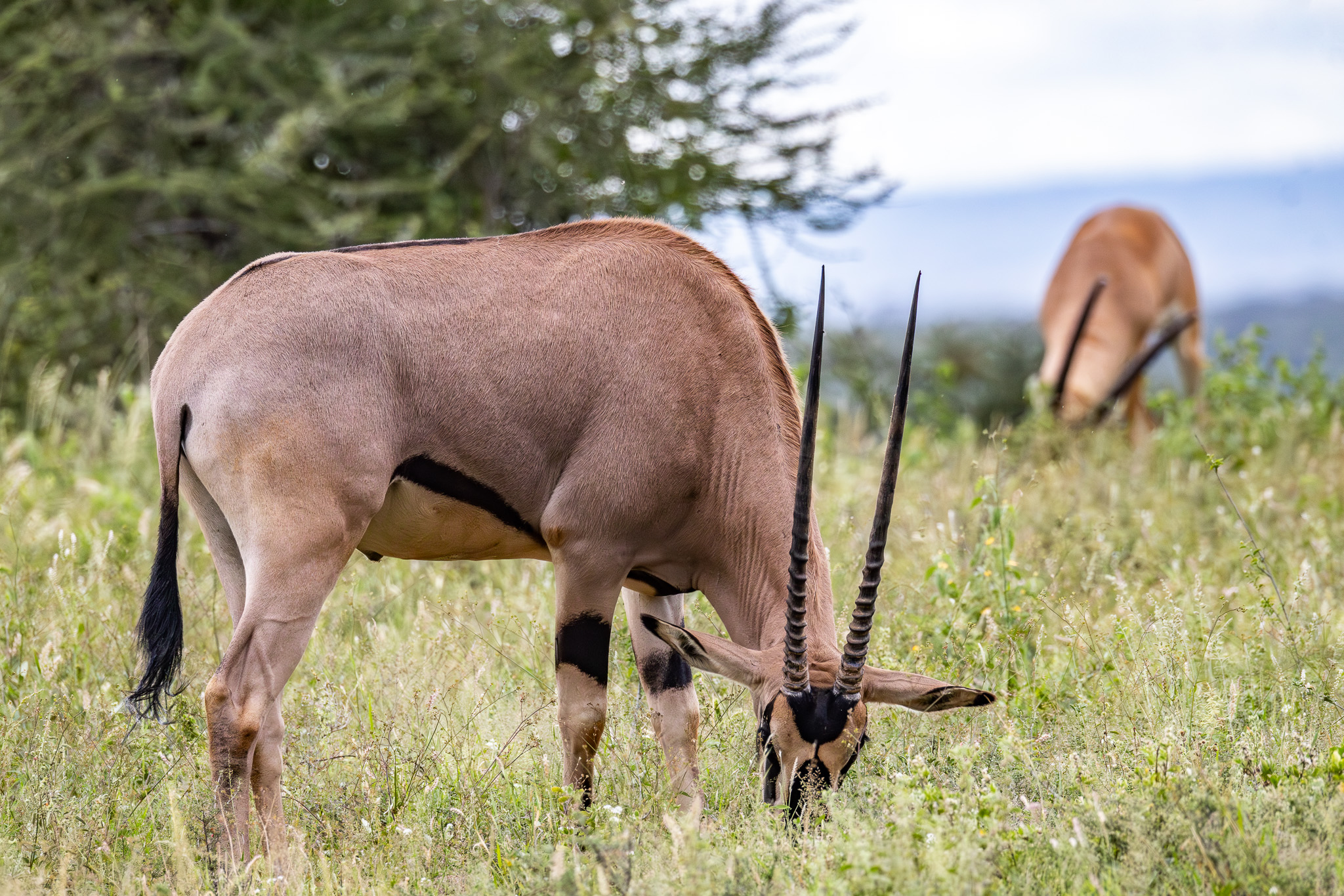 Samburu special five - Beisa Oryx