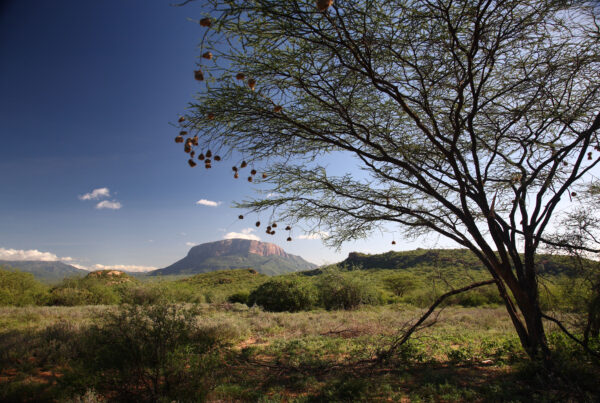 Saruni Basecamp Saruni Samburu Activities Mount Ololokwe The Sacred Mountain Hike and Excursion, representing Samburu vs Maasai Mara safari