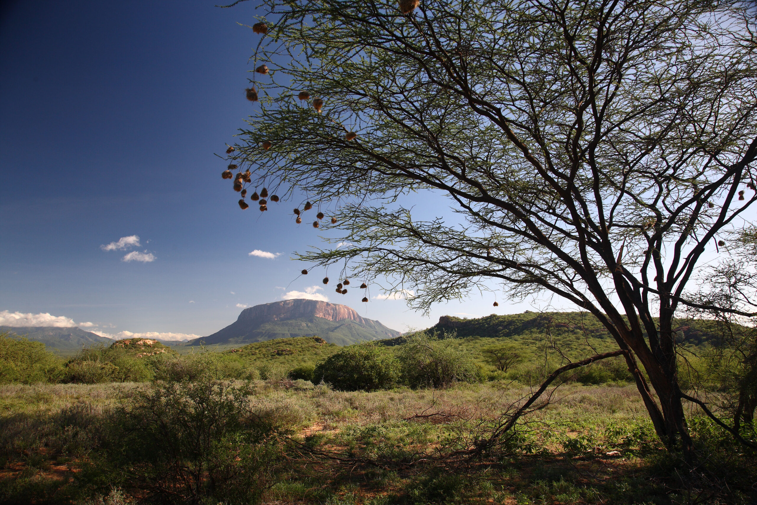Saruni Basecamp Saruni Samburu Activities Mount Ololokwe The Sacred Mountain Hike and Excursion, representing Samburu vs Maasai Mara safari