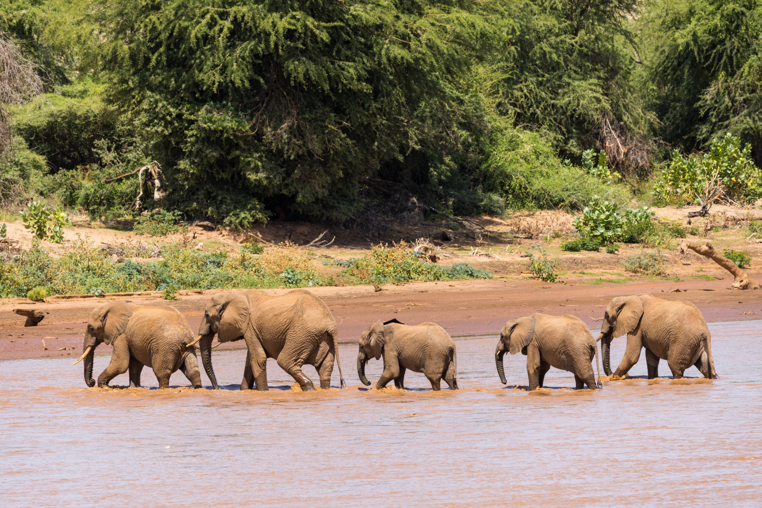 Saruni Basecamp Saruni Samburu Wildlife and Wilderness