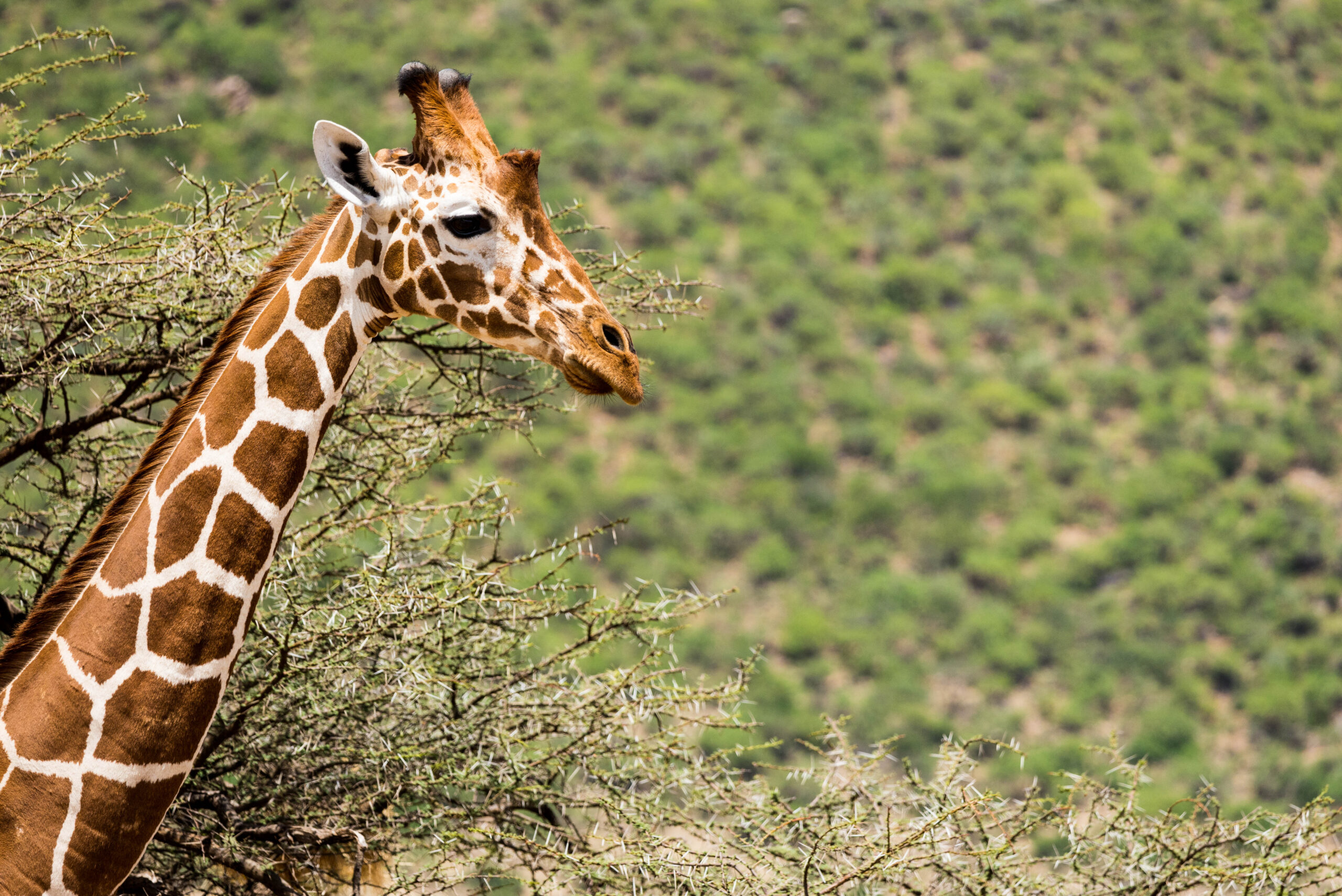 Saruni Basecamp Saruni Samburu Wildlife and Wilderness Northern animals