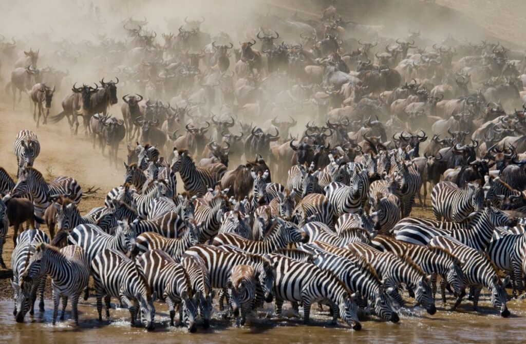 Migration in action