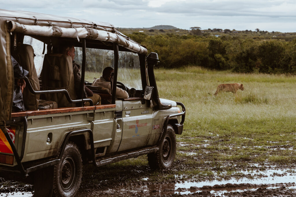 Saruni Basecamp Safari Drive Basecamp Adventure lion Saruni Basecamp Safari Drive Basecamp Adventure lion