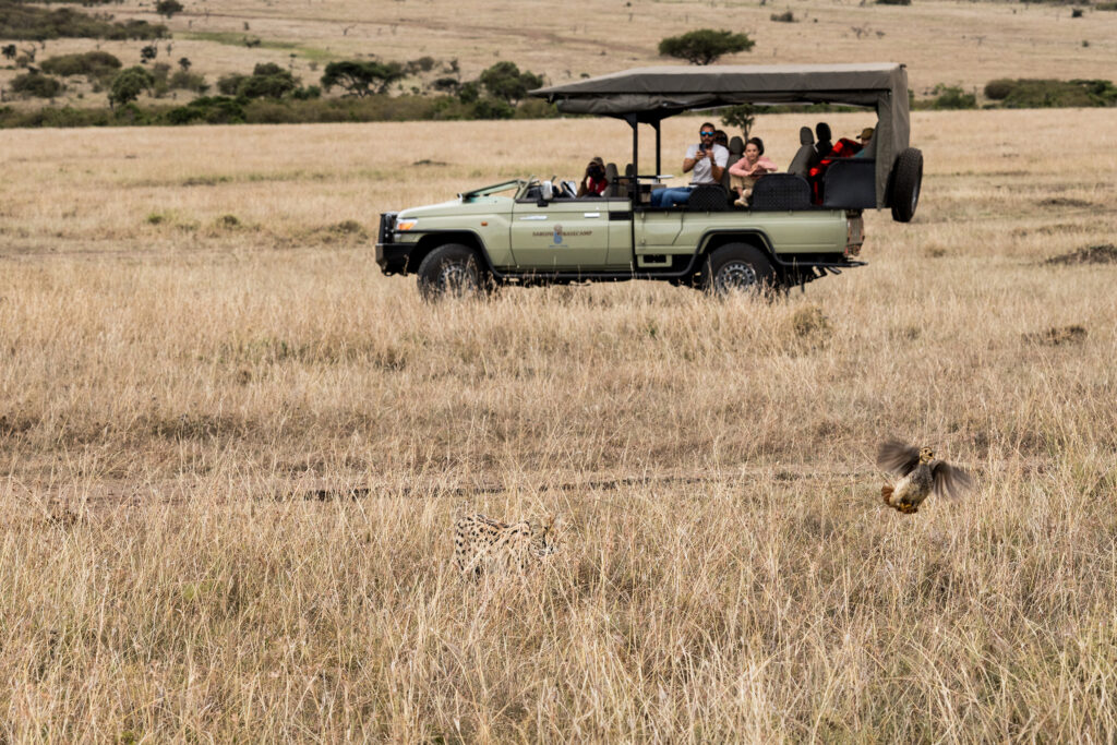 Saruni Basecamp Safari Drive Basecamp Adventure serval hunting bird Saruni Basecamp Safari Drive Basecamp Adventure serval hunting bird
