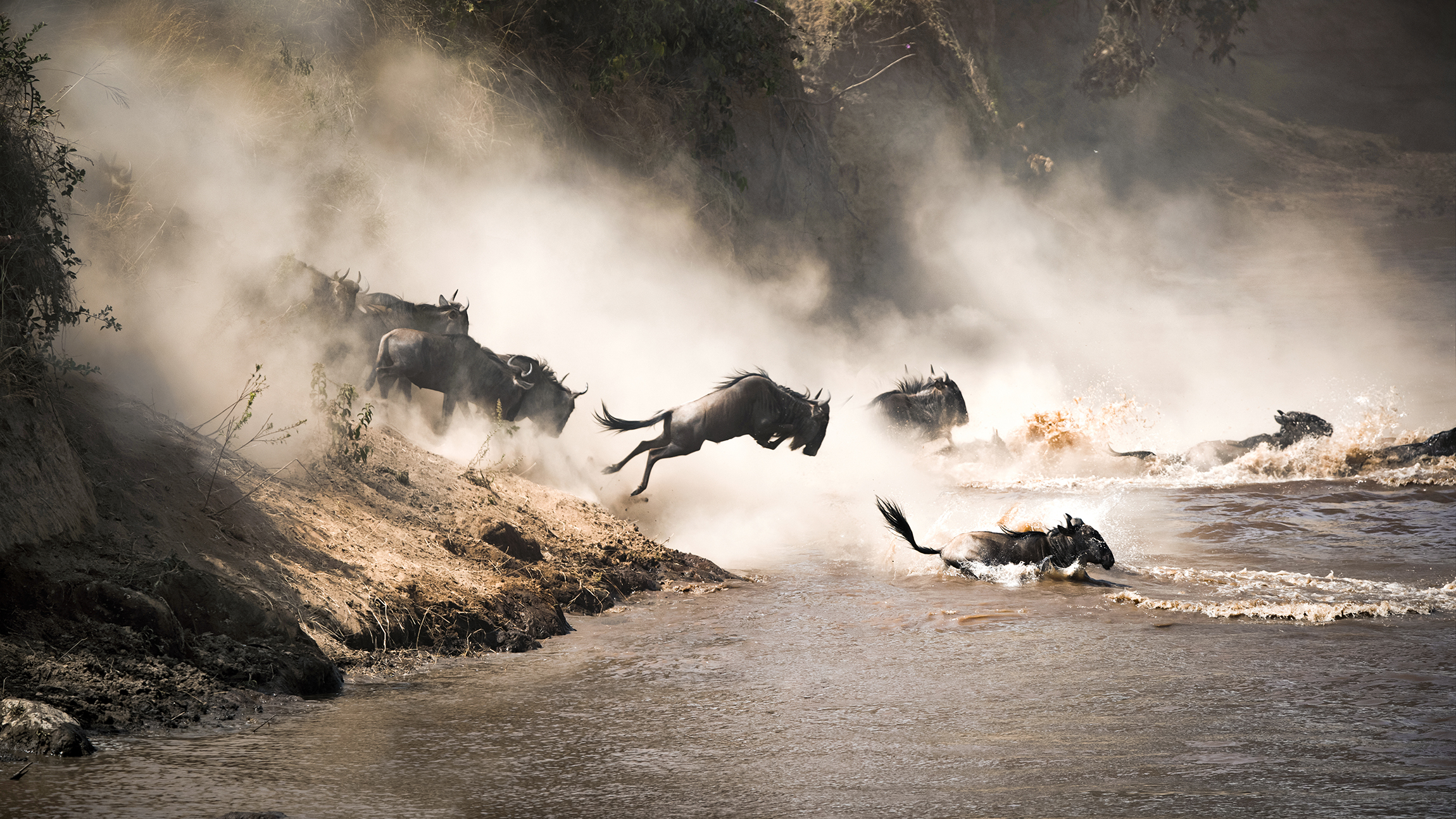 Saruni Basecamp Wildebeest jumping Saruni Basecamp Wildebeest jumping