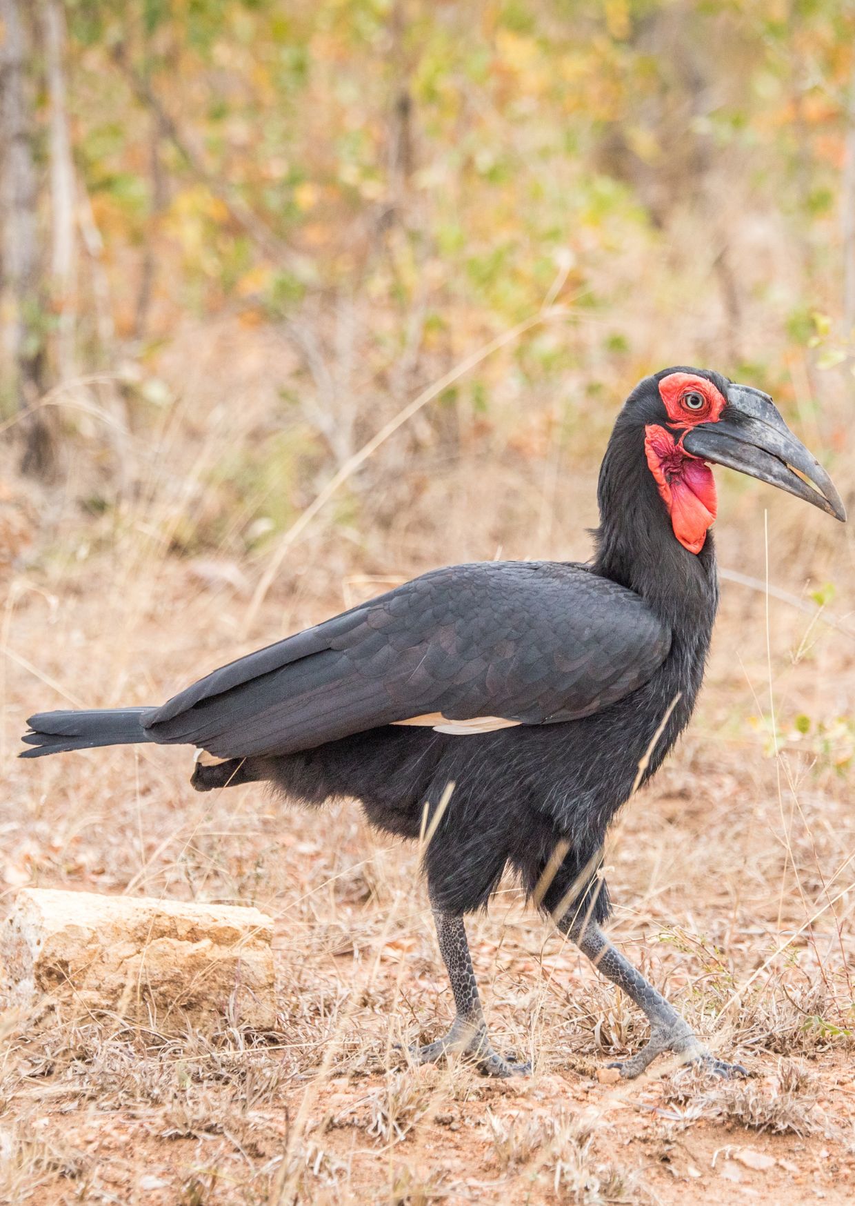 Ground hornbill