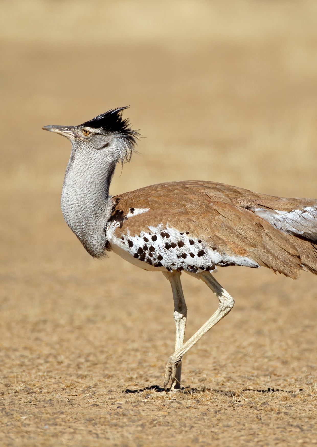 Secretary bird