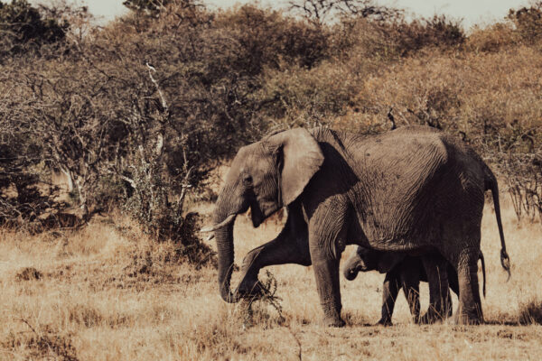 Elephants at Naboisho Conservancy Elephants at Naboisho Conservancy