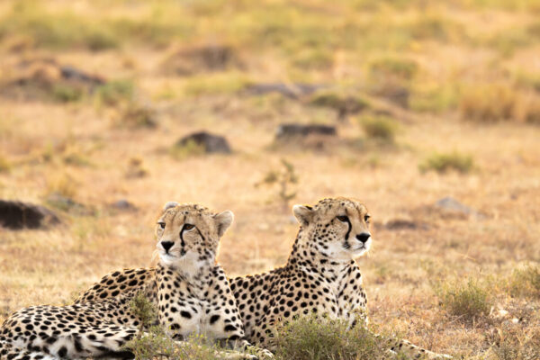 Cheetah at Naboisho Conservancy Cheetah at Naboisho Conservancy