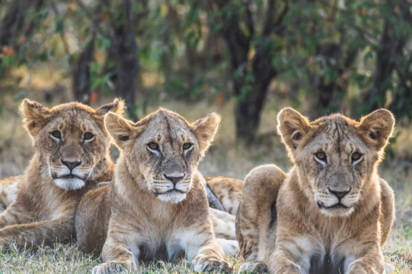 Lion cubs at Naboisho conservancy Lion cubs at Naboisho conservancy