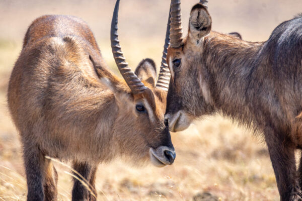 Waterbucks at Naboisho conservancy Waterbucks at Naboisho conservancy