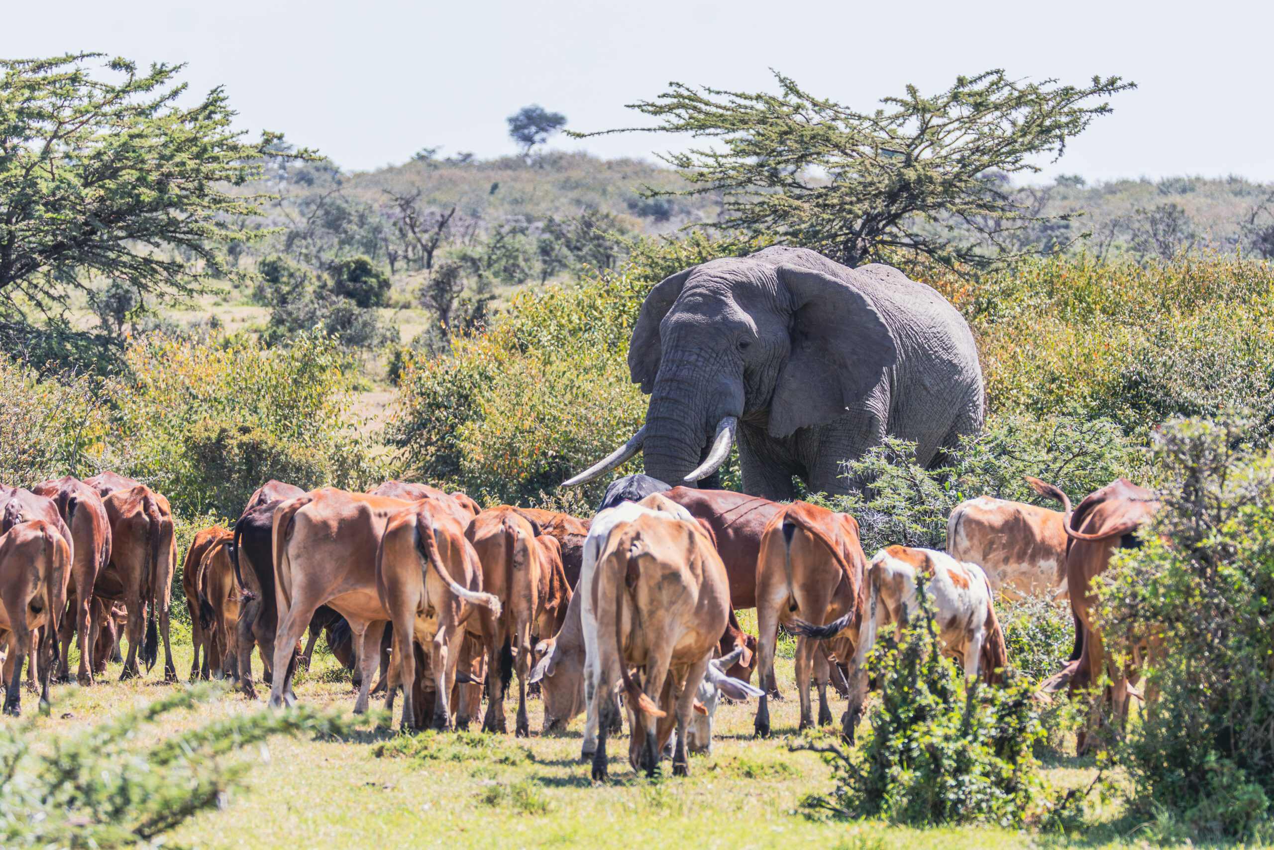 Wild and domestic grazing together