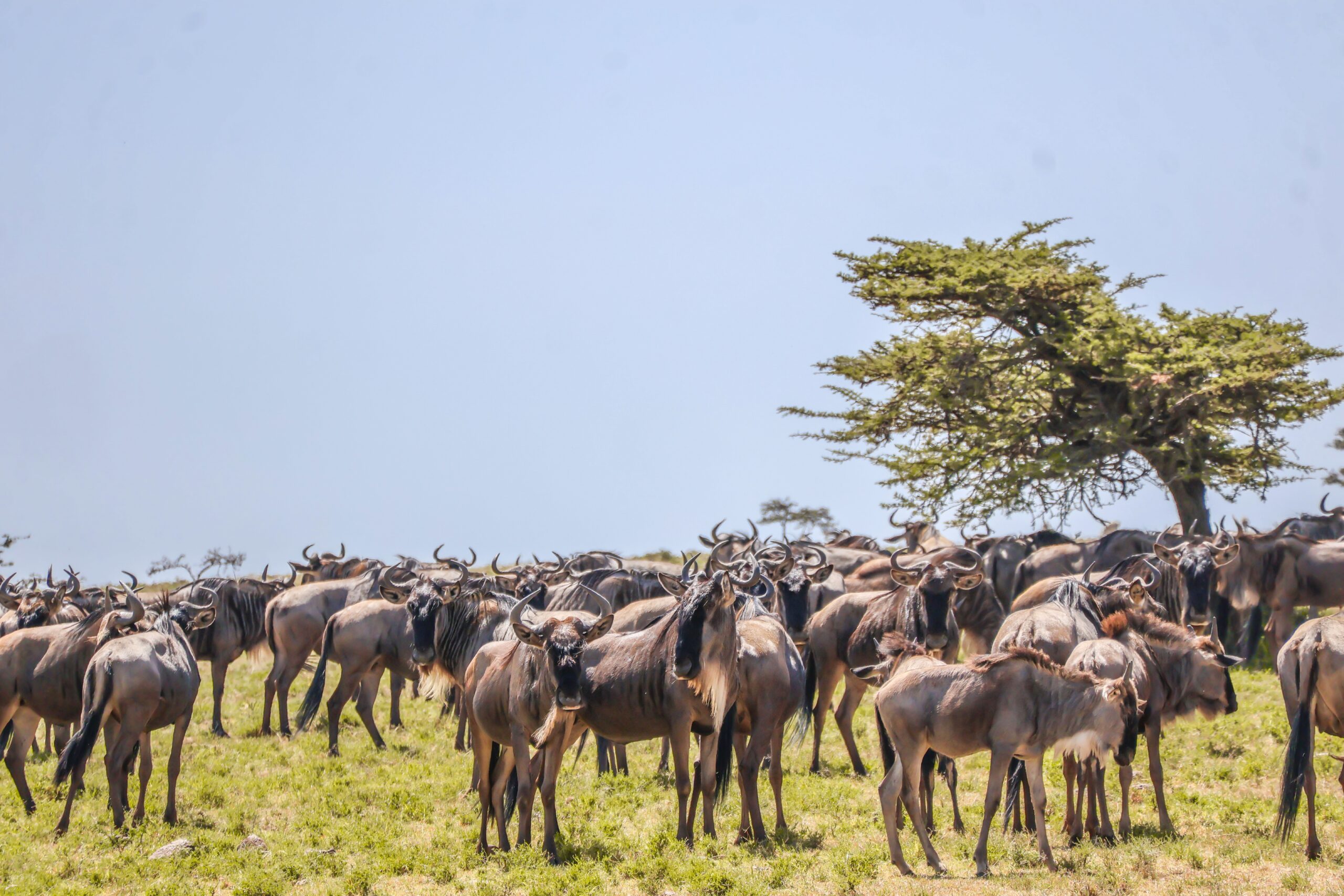 Wildebeests at Naboisho Conservancy