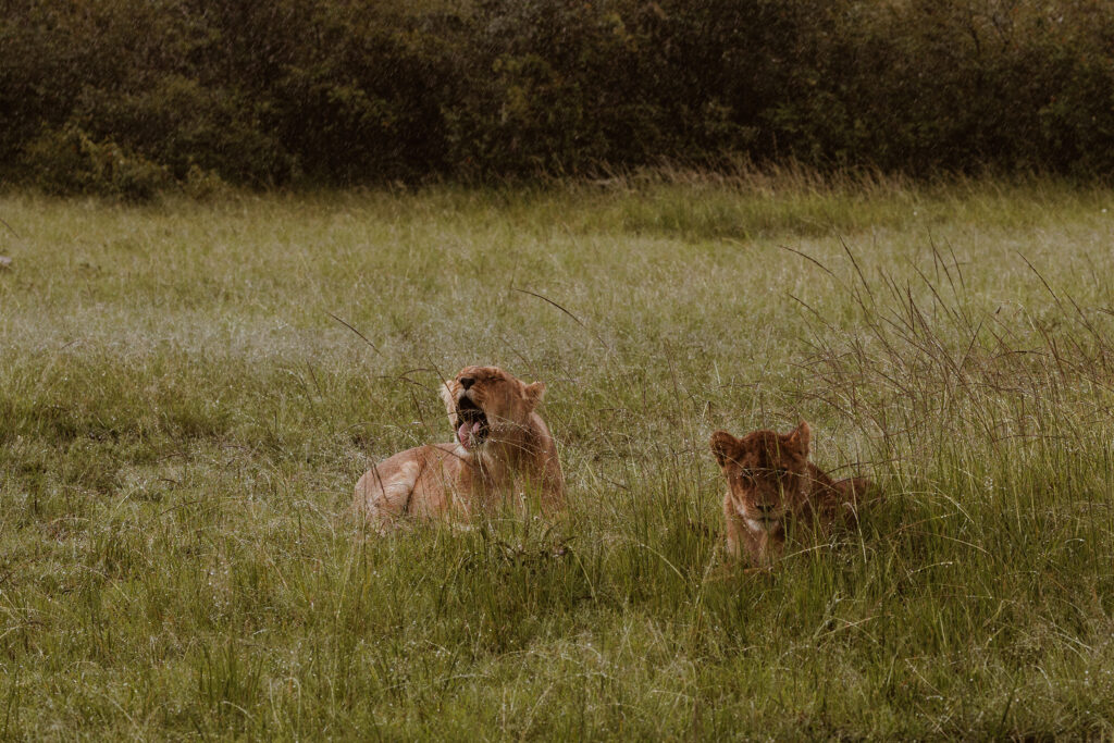 Saruni Basecamp Basecamp Masai Mara Game Drives and Sundowners Saruni Basecamp Basecamp Masai Mara Game Drives and Sundowners