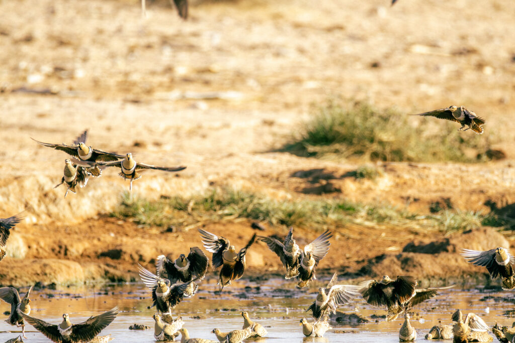 Saruni Basecamp Bird Watching in Samburu Saruni Basecamp Bird Watching in Samburu