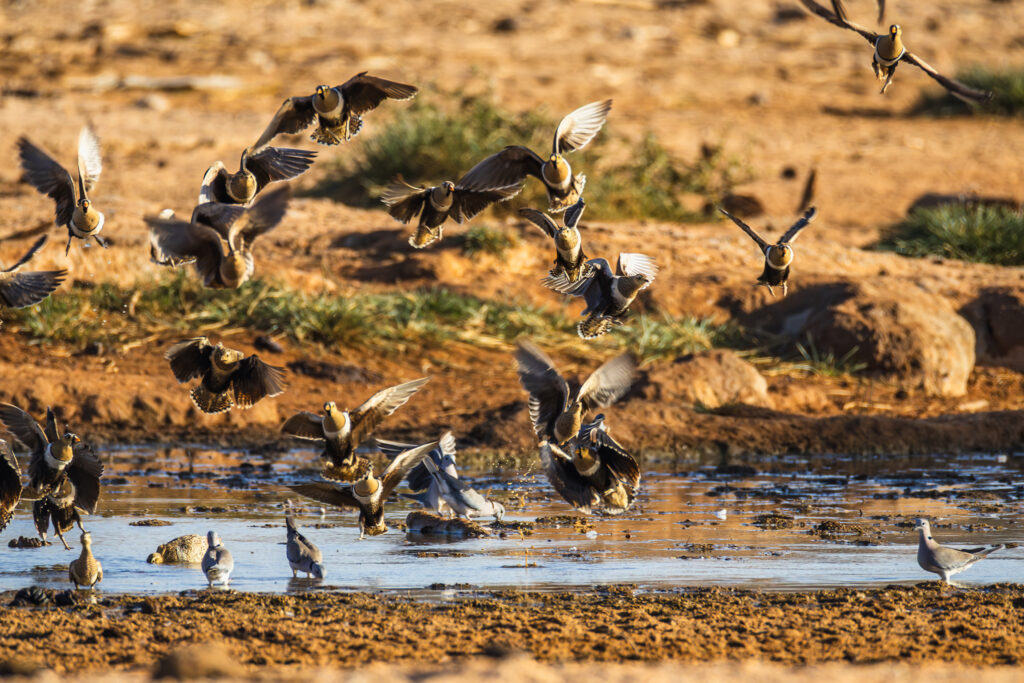 Saruni Basecamp Bird Watching in Samburu Saruni Basecamp Bird Watching in Samburu