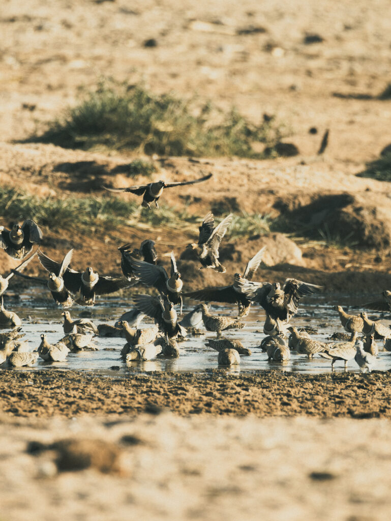 Saruni Basecamp Bird Watching in Samburu Saruni Basecamp Bird Watching in Samburu
