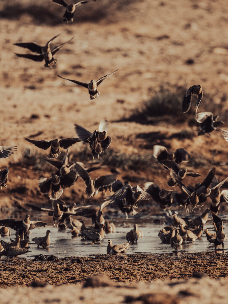 Saruni Basecamp Bird Watching in Samburu Saruni Basecamp Bird Watching in Samburu