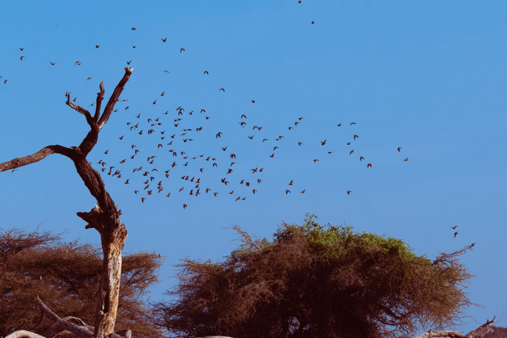Saruni Basecamp Bird Watching in Samburu Saruni Basecamp Bird Watching in Samburu