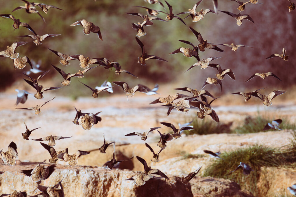 Saruni Basecamp Bird Watching in Samburu Saruni Basecamp Bird Watching in Samburu