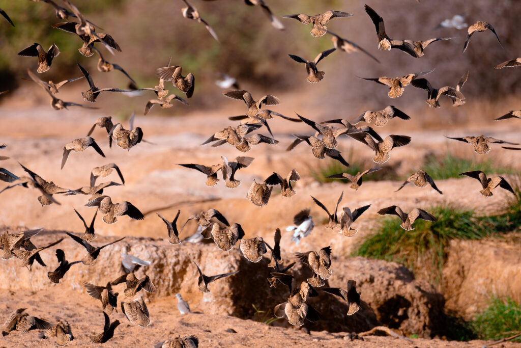 Saruni Basecamp Bird Watching in Samburu Saruni Basecamp Bird Watching in Samburu