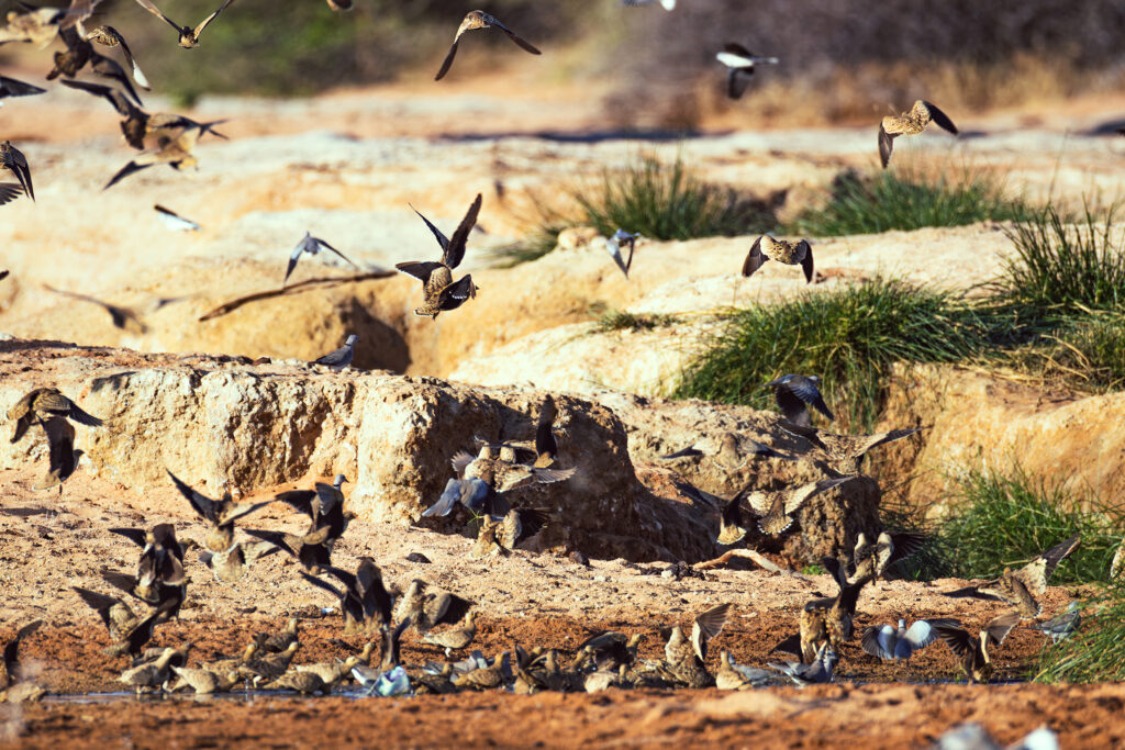 Saruni Basecamp Bird Watching in Samburu Saruni Basecamp Bird Watching in Samburu