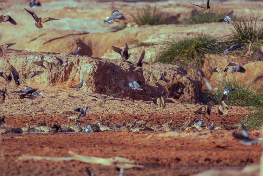 Saruni Basecamp Bird Watching in Samburu Saruni Basecamp Bird Watching in Samburu