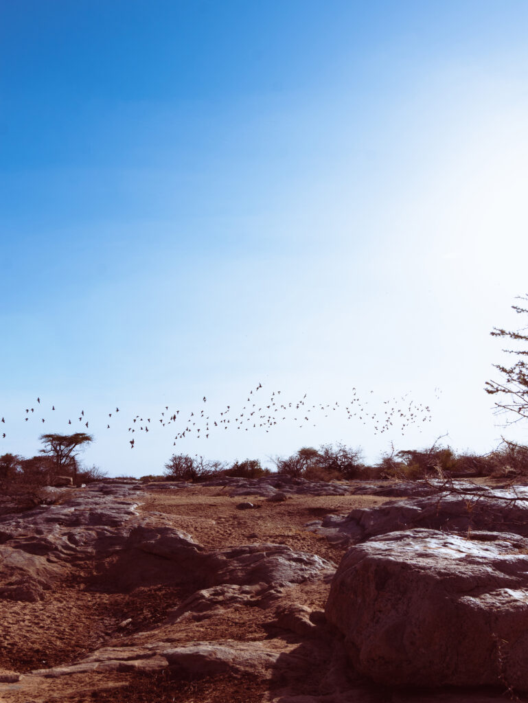 Saruni Basecamp Bird Watching in Samburu Saruni Basecamp Bird Watching in Samburu