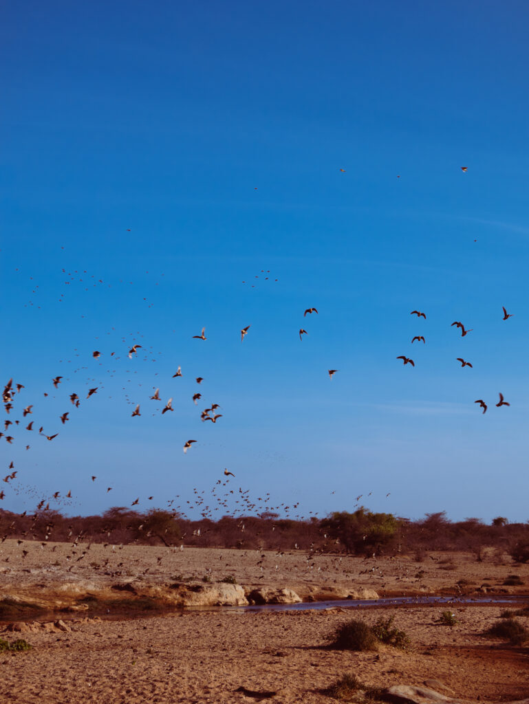 Saruni Basecamp Bird Watching in Samburu Saruni Basecamp Bird Watching in Samburu