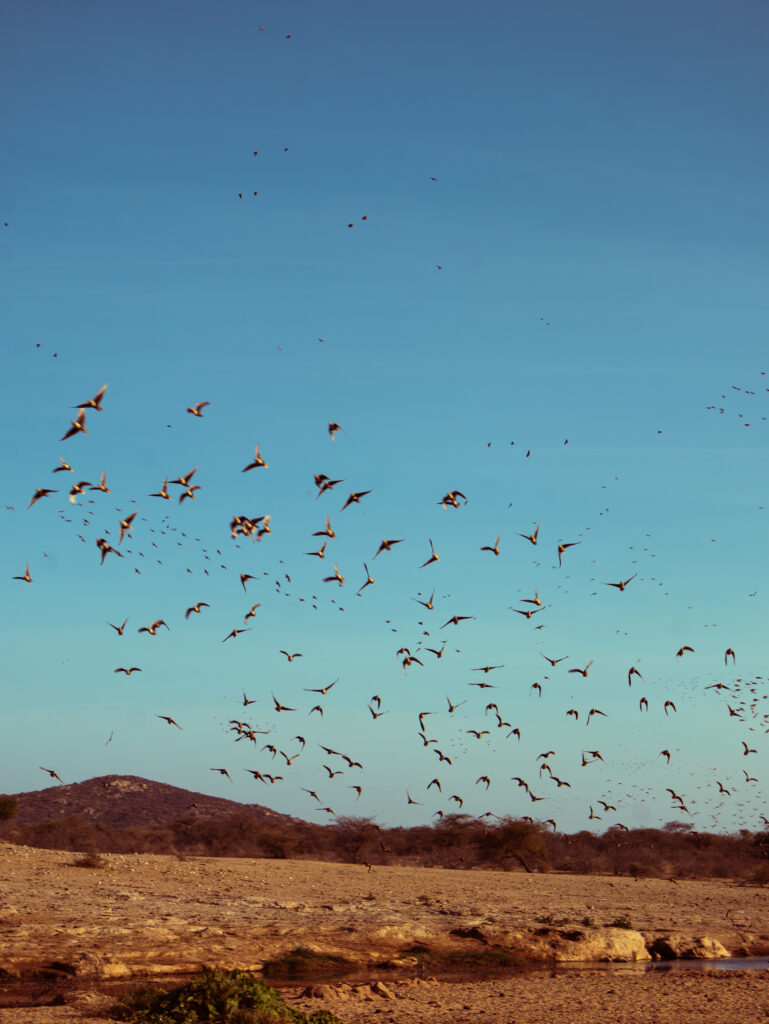 Saruni Basecamp Bird Watching in Samburu Saruni Basecamp Bird Watching in Samburu