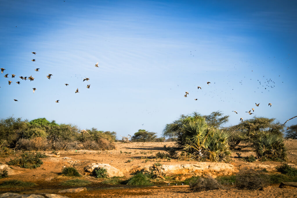 Saruni Basecamp Bird Watching in Samburu Saruni Basecamp Bird Watching in Samburu