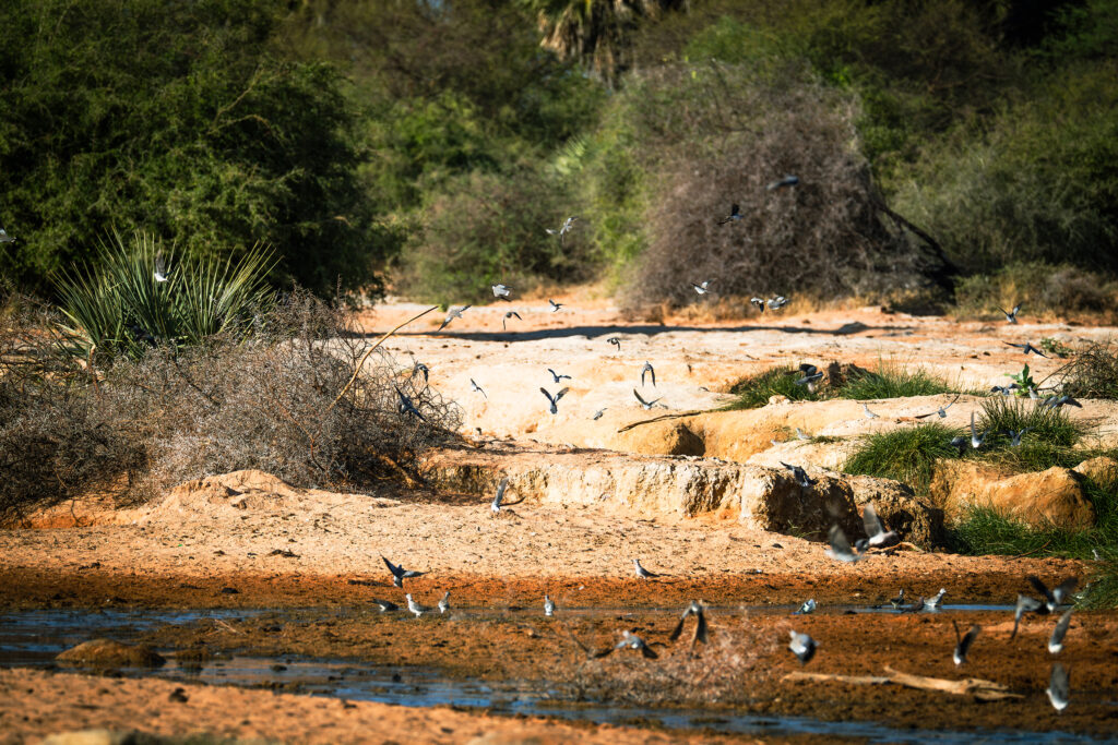 Saruni Basecamp Bird Watching in Samburu Saruni Basecamp Bird Watching in Samburu
