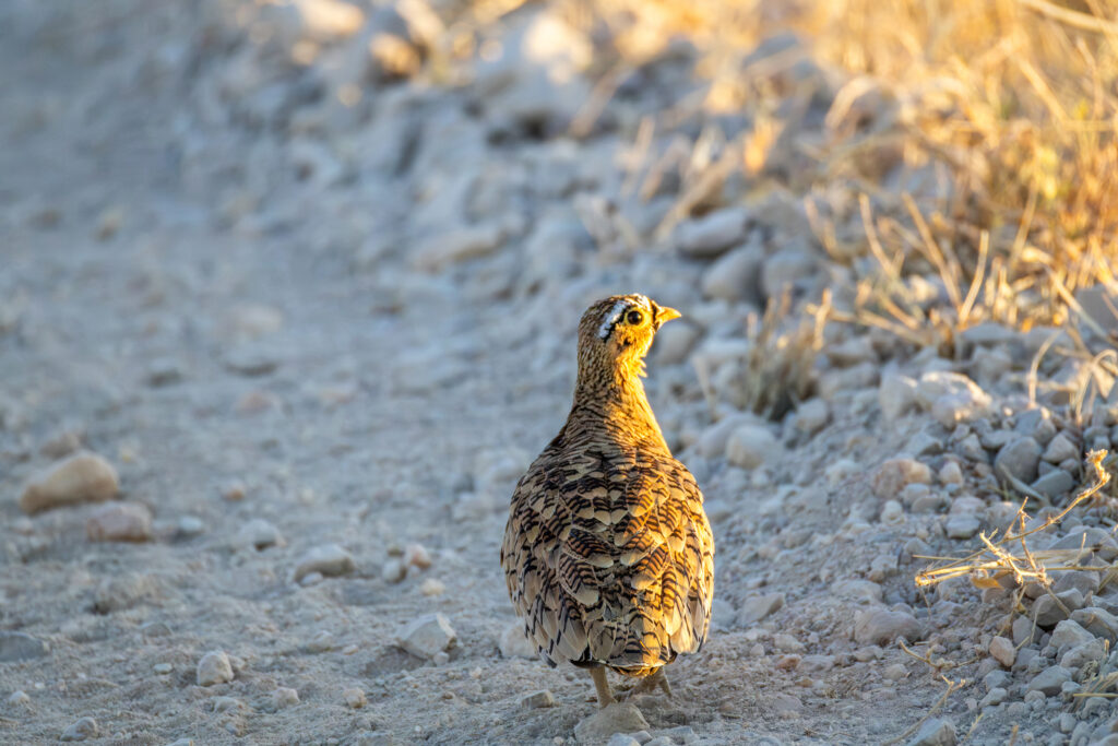 Saruni Basecamp Bird Watching in Samburu Saruni Basecamp Bird Watching in Samburu