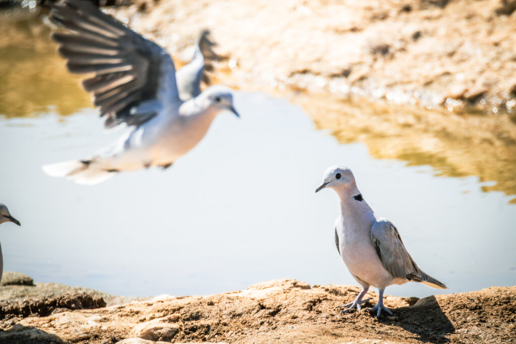 Saruni Basecamp Bird Watching in Samburu Saruni Basecamp Bird Watching in Samburu