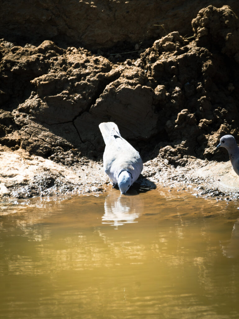 Saruni Basecamp Bird Watching in Samburu Saruni Basecamp Bird Watching in Samburu