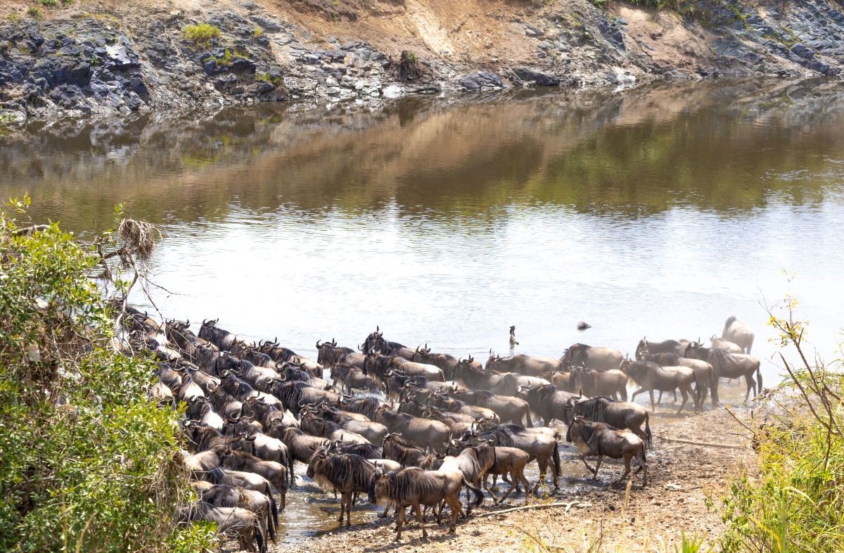 Wildebeests during Migration