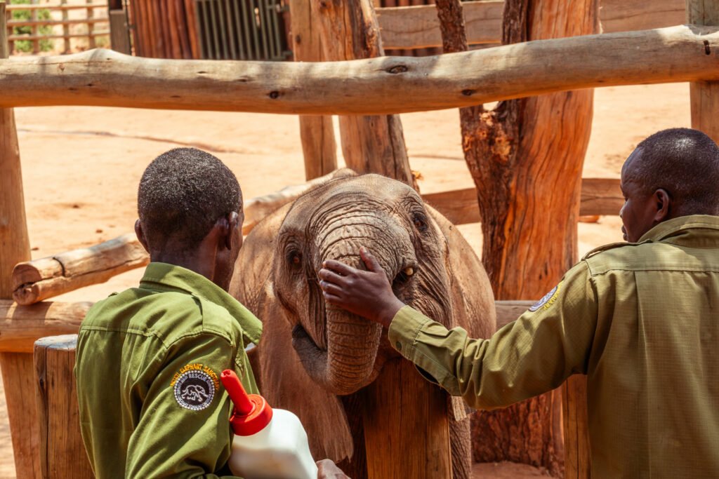 Saruni Basecamp Reteti Elephant Sanctuary Saruni Basecamp Reteti Elephant Sanctuary