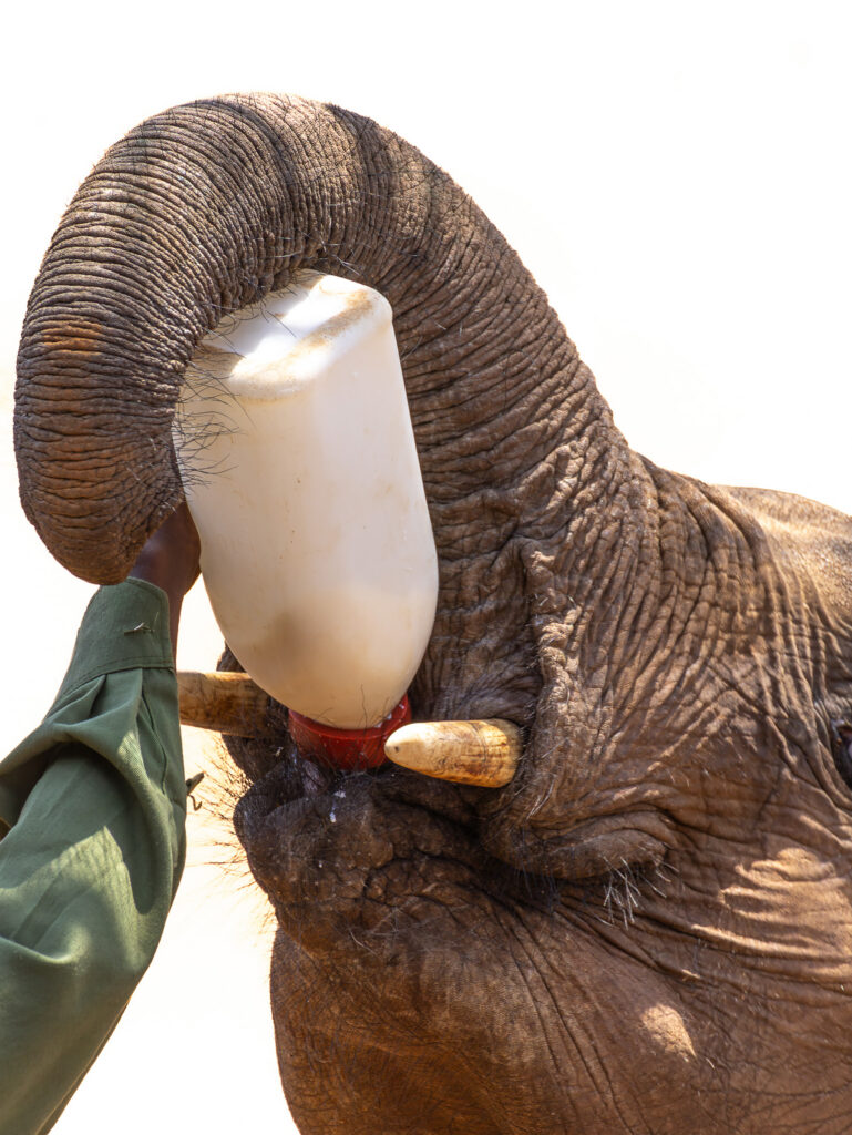 Saruni Basecamp Reteti Elephant Sanctuary Saruni Basecamp Reteti Elephant Sanctuary