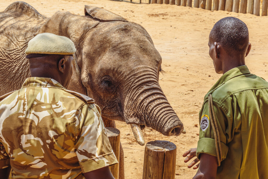 Saruni Basecamp Reteti Elephant Sanctuary Saruni Basecamp Reteti Elephant Sanctuary