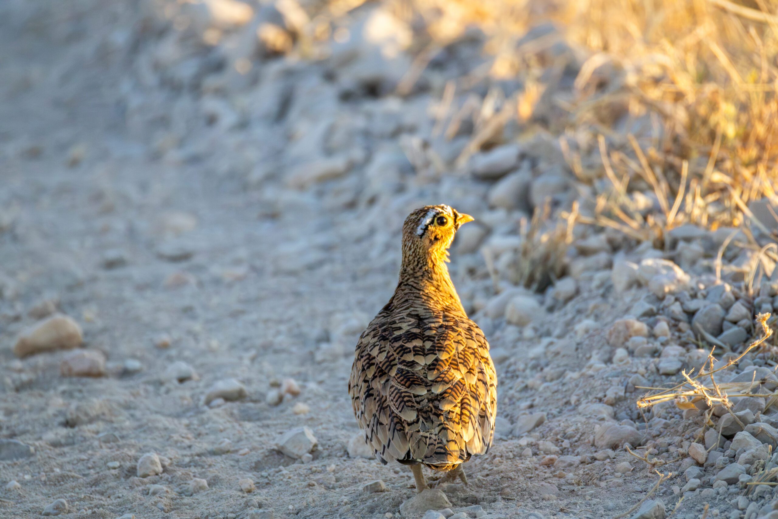 Birds of samburu